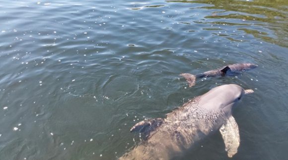 Nueva cria en Delfinario de Cienfuegos 2 580x322