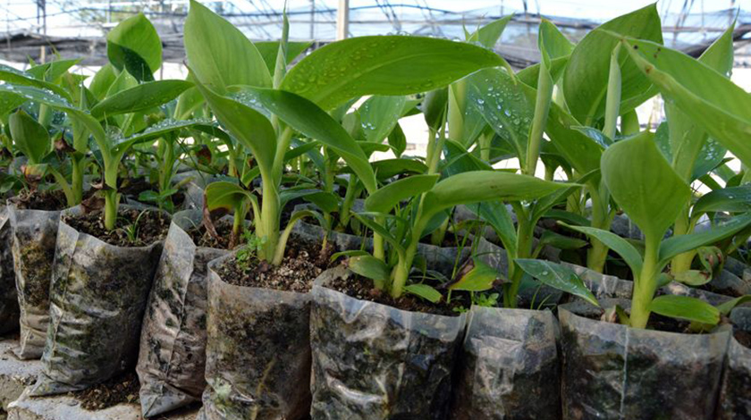 Instituto por fortalecimiento de la biotecnología vegetal en Cuba