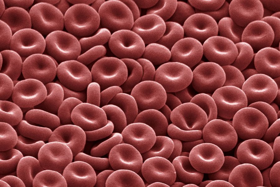 Glóbulos rojos
