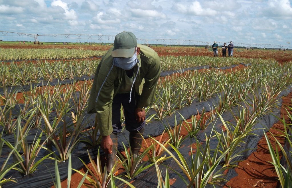 Nueva variedad de piña promete aumento en las exportaciones cubanas 