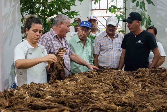 En uno de los cinco centros de procesamiento de tabaco en rama trechada (fragmentada), abiertos recientemente en el territorio, se interesó por los manejos que se le realizan a esta valiosa materia prima, destinada básicamente a la cigarrería. Foto: Acn.