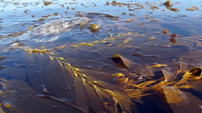 Las praderas marinas pueden detener el cambio climático 