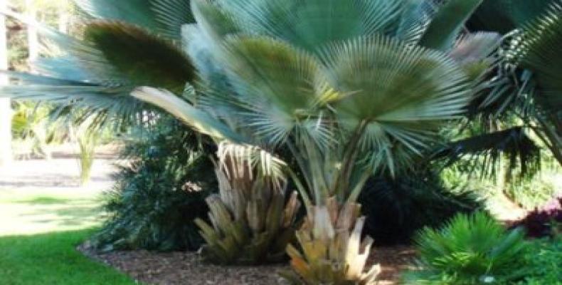 Palma endémica cubana