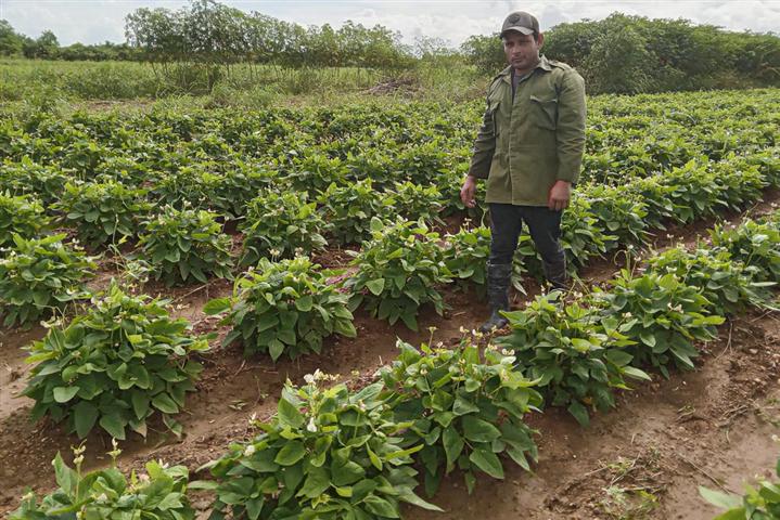 Ciencia y producción agrícola de la mano en el oriente de Cuba 