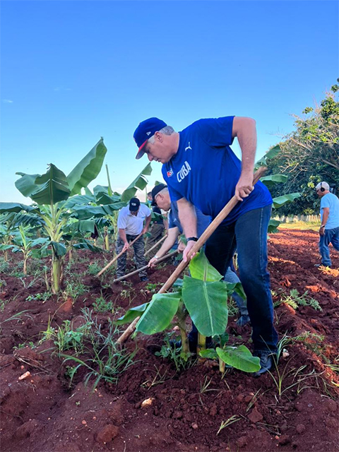 El presidente cubano en el trabajo voluntario agrícola, el domingo 10 de julio de 2022. Foto: Estudios Revolución.