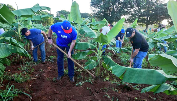 El presidente cubano en trabajo voluntario agrícola junto a jóvenes de La Habana. Foto: Estudios Revolución.