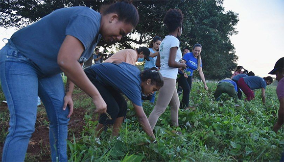 Jóvenes de la capital en el trabajo voluntario agrícola junto al presidente cubano, el domingo 10 de julio de 2022. Foto: Estudios Revolución.