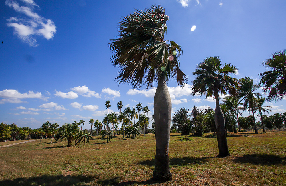 En 50 ha, el Palmetum permite apreciar más de 200 especies de palmas de Cuba y regiones tropicales del mundo. Foto: Abel Padrón Padilla/ Cubadebate.