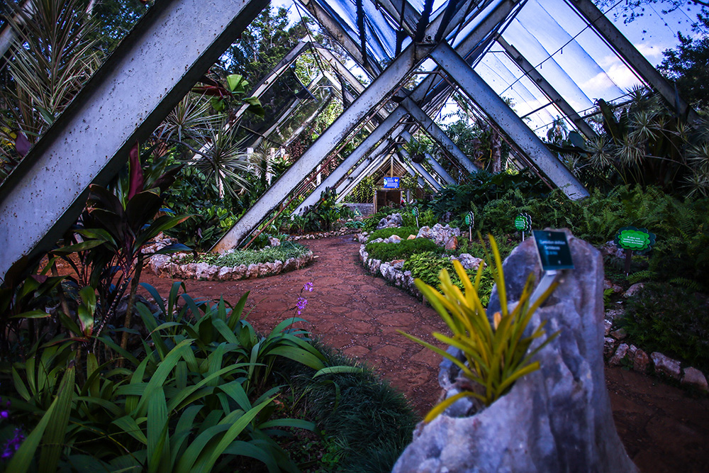 El Jardín Botánico Nacional cuenta con colecciones al aire libre y bajo techo. En la foto, el pabellón destinado a exponer cactáceas y suculentas. Foto: Abel Padrón Padilla/ Cubadebate.