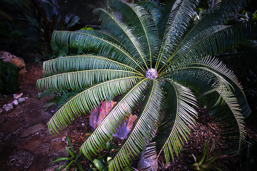 Palma corcho (Microcycas calocoma) en uno de los pabellones de exposición del Jardín Botánico Nacional. Foto: Abel Padrón Padilla/ Cubadebate.