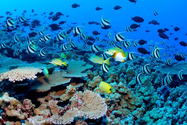 Biodiversidad marina en el Caribe