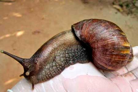 caracol gigante africano caracol gigante africano