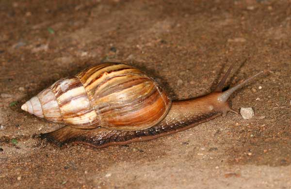 Foto: http://www.venceremos.cu/guantanamo-noticias/17757-estrecha-vigilancia-sobre-el-caracol-gigante-africano-en-guantanamo
