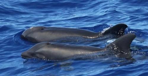 Híbrido de ballena y delfín