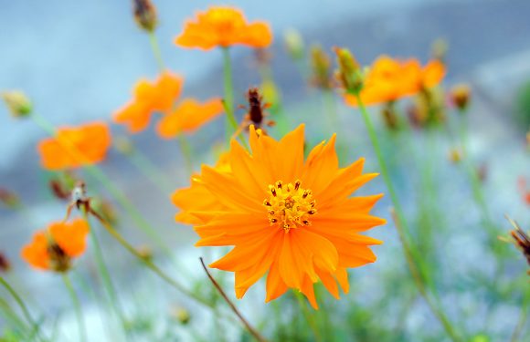 Las flores, un regalo de la naturaleza