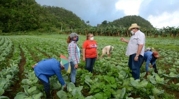 Santiesteban Pozo abundó que a partir de este movimiento la ANAP trabaja de conjunto con el MINAG para socializar y extender los resultados, de forma directa, en el campo y mostrando ejemplos concretos.