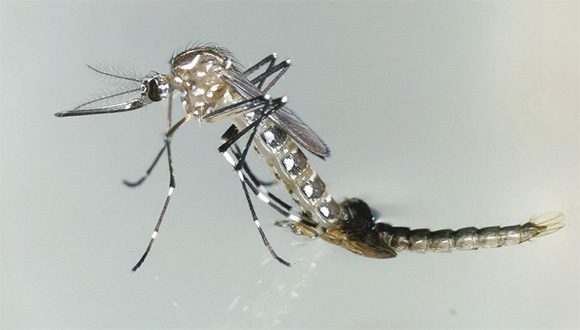 El mosquito Aedes aegypti transmite zika, además del dengue y el chikungunya. Foto: ONU Noticias.
