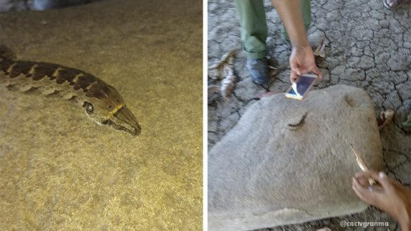 Un inusual insecto apareció en el municipio de Media Luna, provincia Granma, semejante al conocido “gusano u oruga cabeza de serpiente“. Foto: CNCTV.