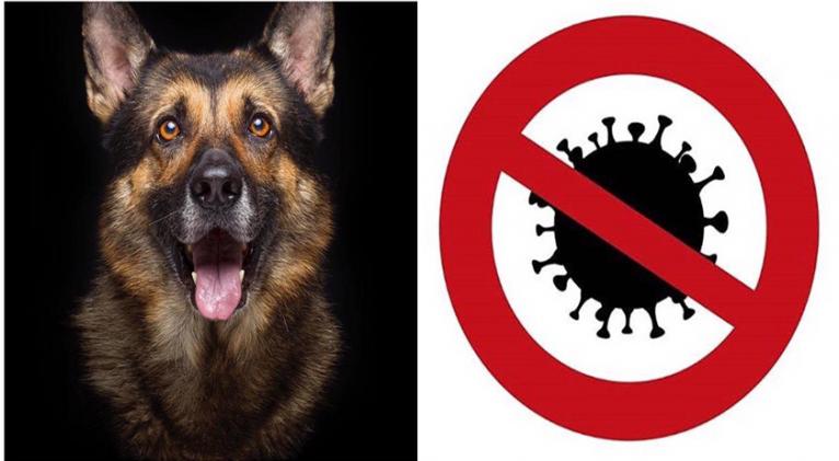 ¿Los perros entrenados pueden detectar el nuevo coronavirus?
