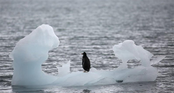 Pingüino sobre un pequeño iceberg en la Antártida.