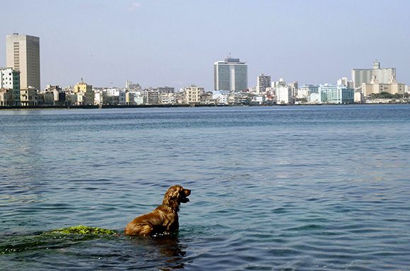 Sí habrán veterinarios por cuenta propia, siempre que sea para animales afectivos y de compañía. Foto: Irene Pérez/ Cubadebate.