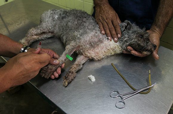 “Muchos veterinarios tienen su clientela y nos les importa que los busquen a cualquier hora”. Foto: Irene Pérez/ Cubadebate.