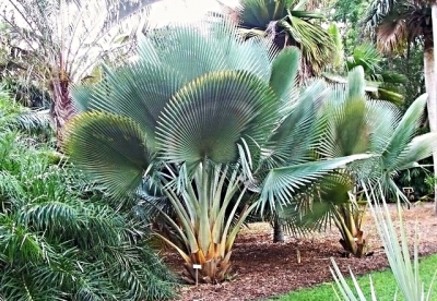 Palma Copenicia fallaensis, especie de yarey