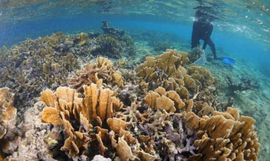 Cuba muestra hoja de ruta para cuidado de arrecifes coralinos