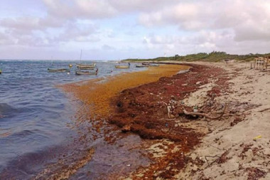 Emiten alerta máxima por peligrosa acumulación de sargazo en costas de Guantánamo